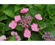 Hydrangea macrophylla