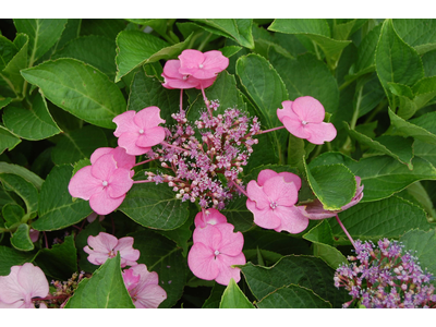 Hydrangea macrophylla