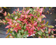 Leucothoe axillaris Little Flames ® Noble