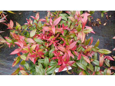 Leucothoe axillaris