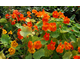 NASTURZI (Tropaeolum majus) 