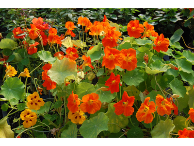 NASTURZI (Tropaeolum majus)