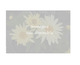 Echinacea purpurea Sunseeker White ®