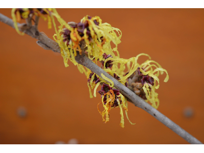 Hamamelis intermedia