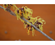 Hamamelis intermedia Orange Beauty