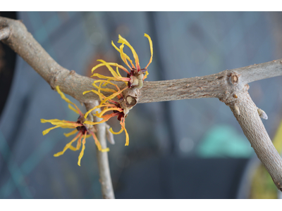 Hamamelis intermedia