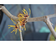 Hamamelis intermedia Pallida