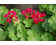 Pelargonium Plum Rambler