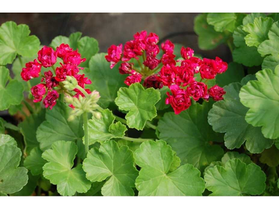 Pelargonium