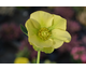 Helleborus orientalis Sally