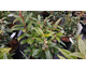 Sarcococca