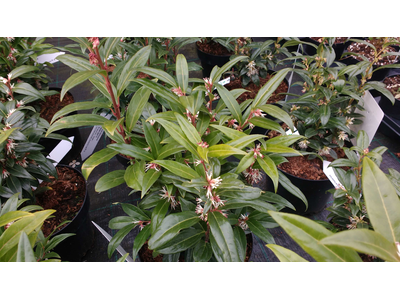 Sarcococca