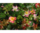 Rosa Simply Sally