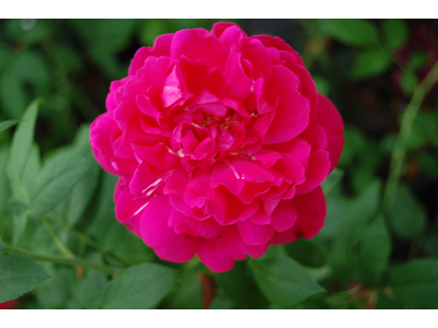 Rosa