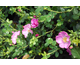 Rosa Violet Cloud