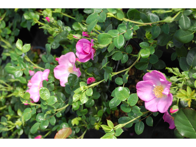 Rosa