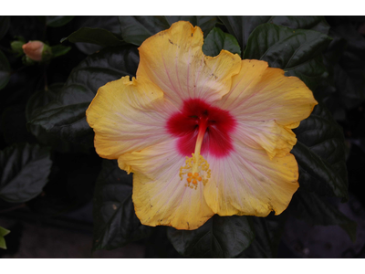 Hibiscus sinensis