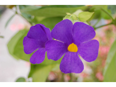 Thunbergia battiscombei