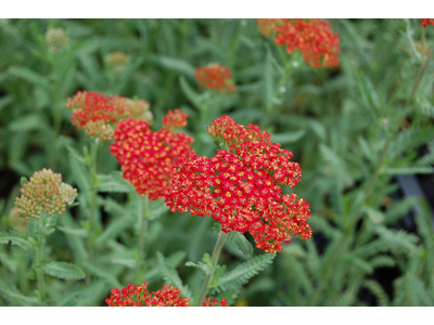 Achillea