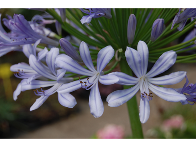 Agapanthus