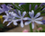 Agapanthus