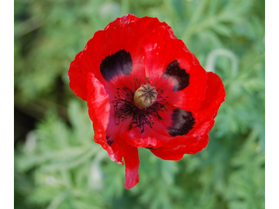 Papaver