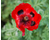 Papaver