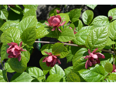 Calycanthus