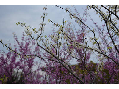 Cercis