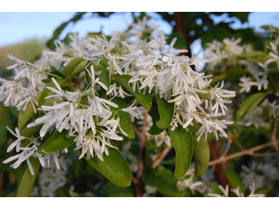 Chionanthus