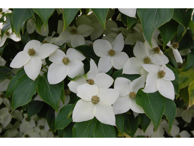 Cornus