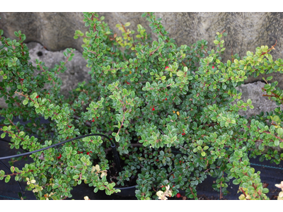 Cotoneaster