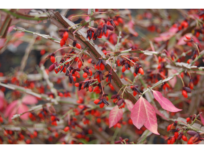 Euonymus