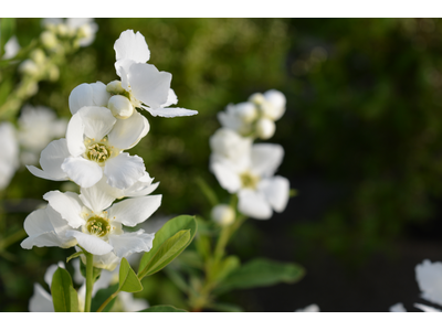 Exochorda