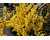 Forsythia