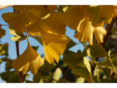 Ginkgo