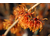 Hamamelis