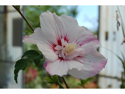 Hibiscus