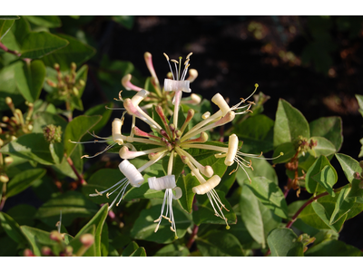 Lonicera