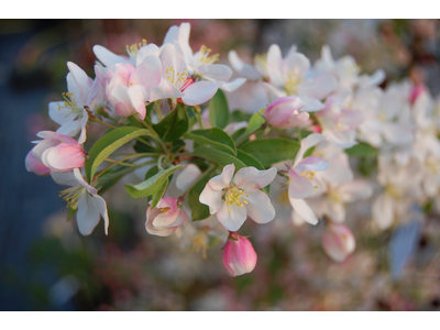 Malus