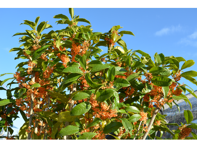 Osmanthus