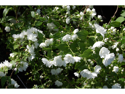 Philadelphus