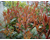 Photinia