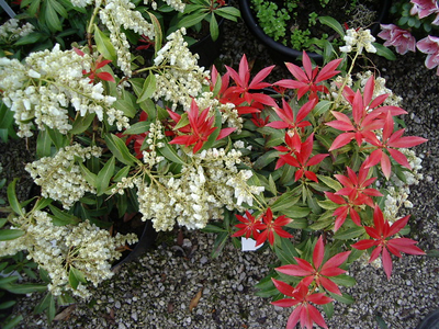 Pieris