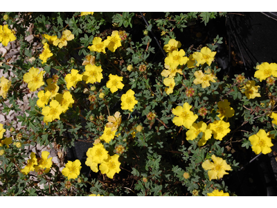 Potentilla a cespuglio