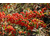 Pyracantha