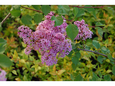 Syringa