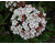 Viburnum