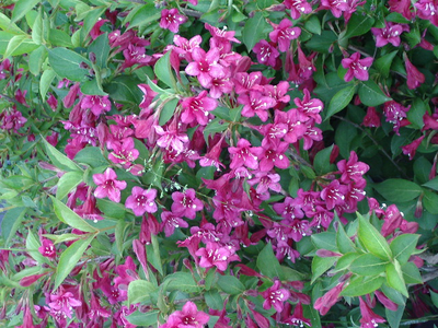 Weigela