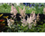 Astilbe